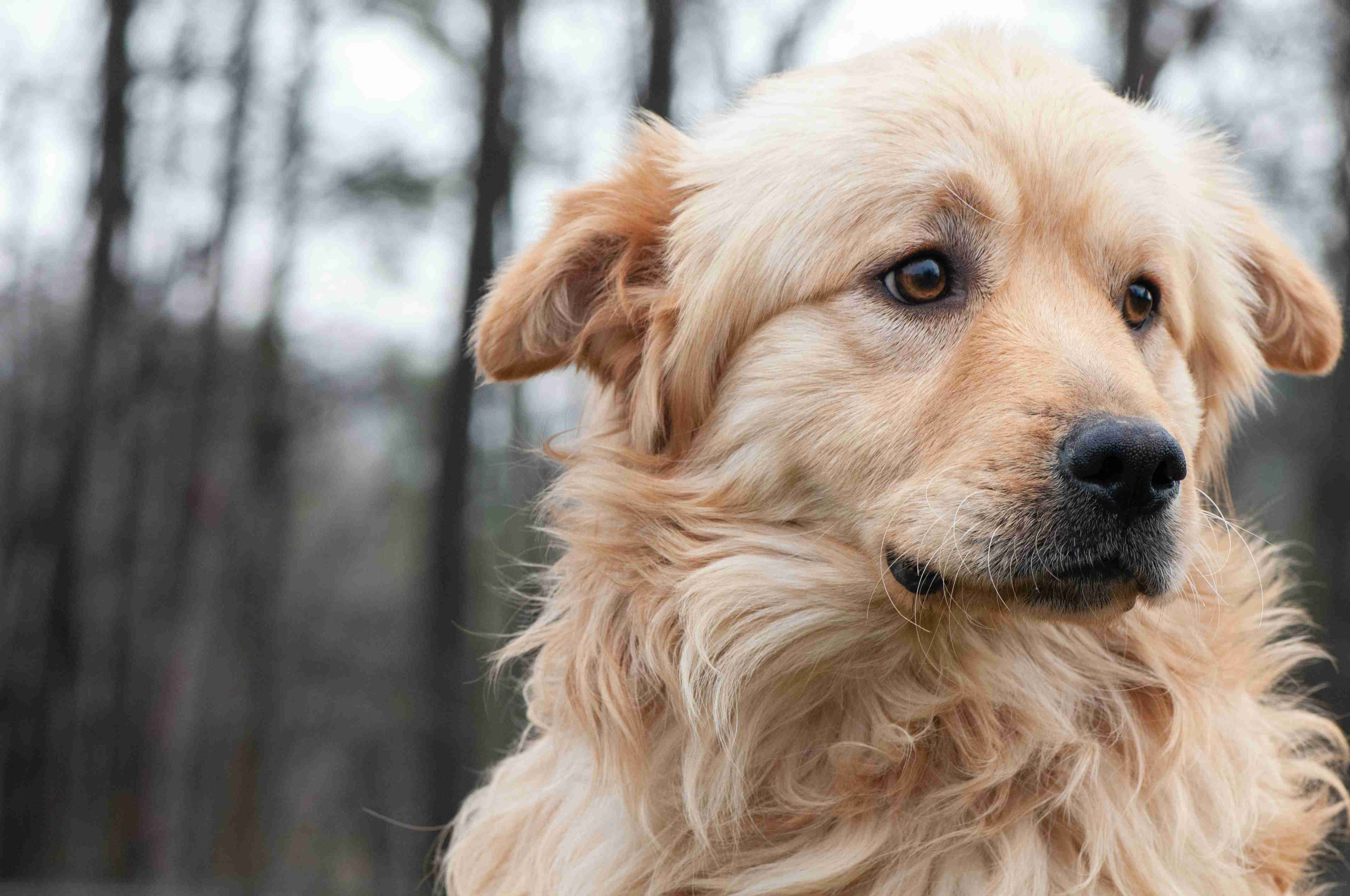 Golden Retrievers: Common Genetic Disorders to Test For
